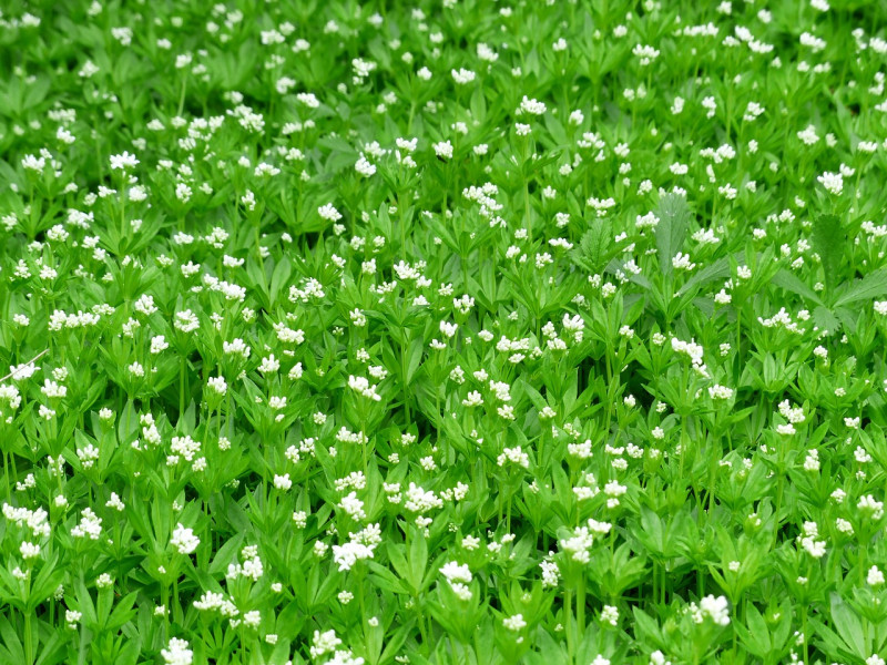 Lieve vrouwebedstro - Bodembedekker - Winterharde plant - Witte bloemen - Aromatische geur - Ondergrondse wortelstokken
